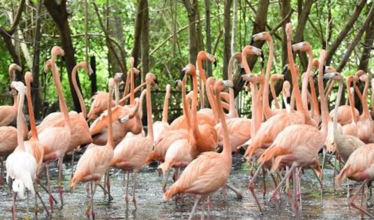Aviario Nacional de Colombia celebra 10 años