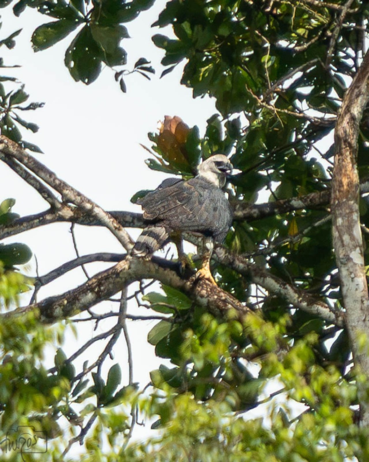 El registro del águila arpía fue compartido con expertos para confirmar la identificación de la especie.
