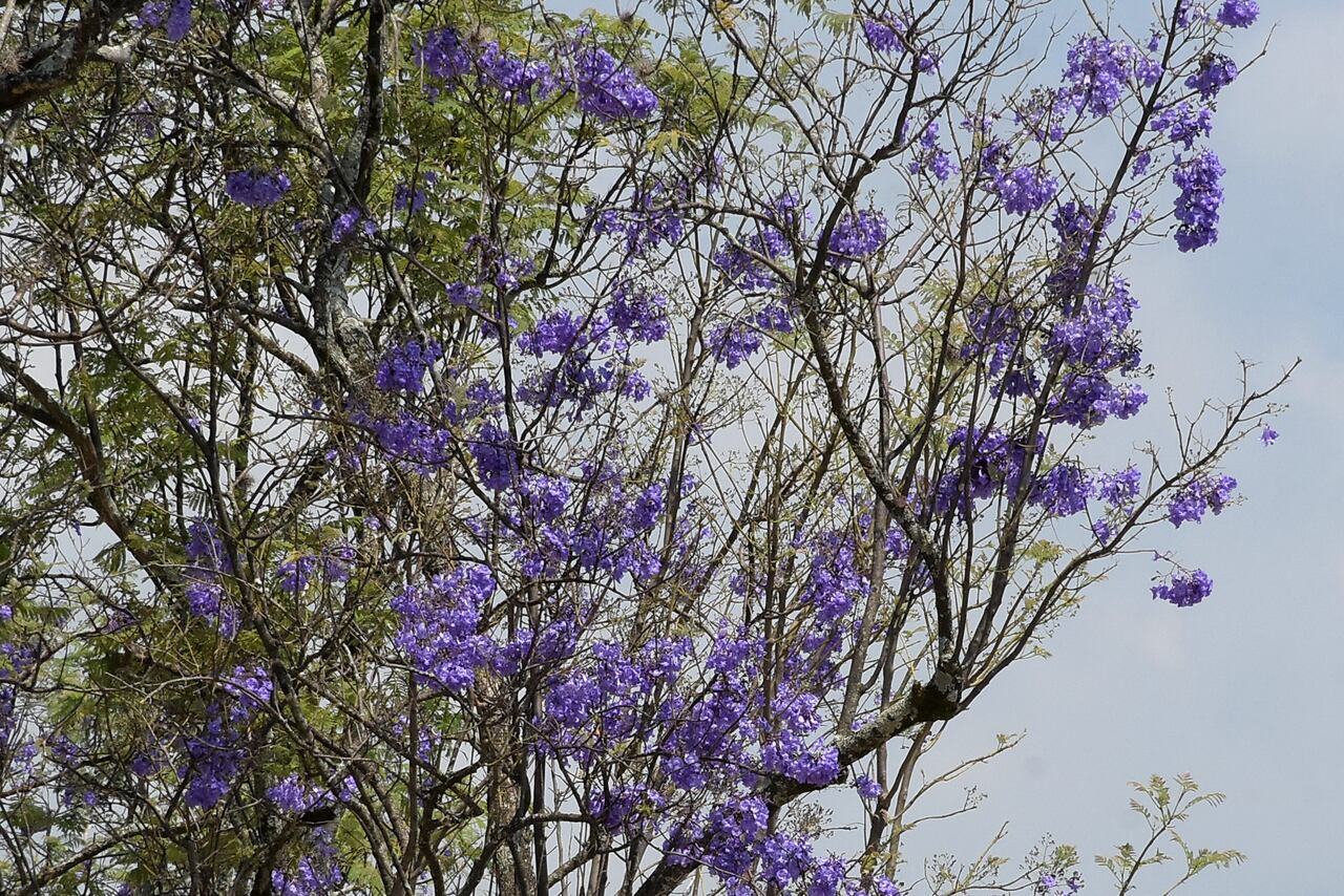En diferentes partes de la ciudad, se puede observar que ya comienzan a florecer los guayacanes.