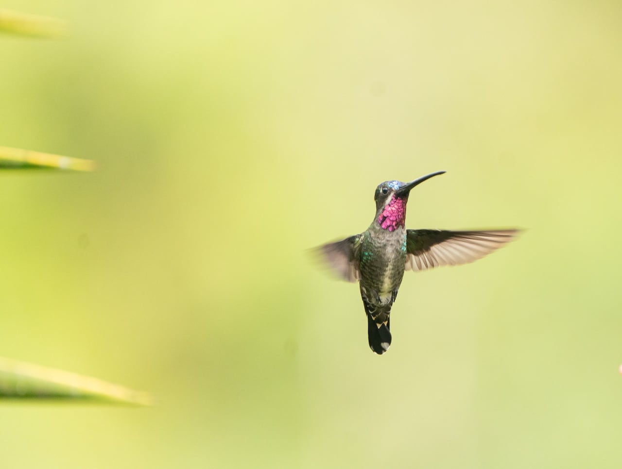 Colombia BirdFair se lanzará este martes 30 de septiembre.