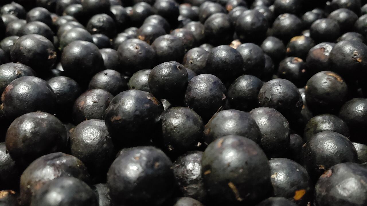 En el pacífico nariñense nace la palma de naidí, la cual brota su fruto que se da en la selva amazónica y en el pacífico colombiano, únicos lugares en el mundo en donde se produce por su alta humedad.