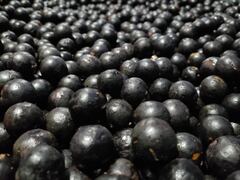 En el pacífico nariñense nace la palma de naidí, la cual brota su fruto que se da en la selva amazónica y en el pacífico colombiano, únicos lugares en el mundo en donde se produce por su alta humedad.