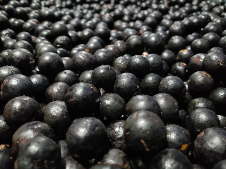 En el pacífico nariñense nace la palma de naidí, la cual brota su fruto que se da en la selva amazónica y en el pacífico colombiano, únicos lugares en el mundo en donde se produce por su alta humedad.