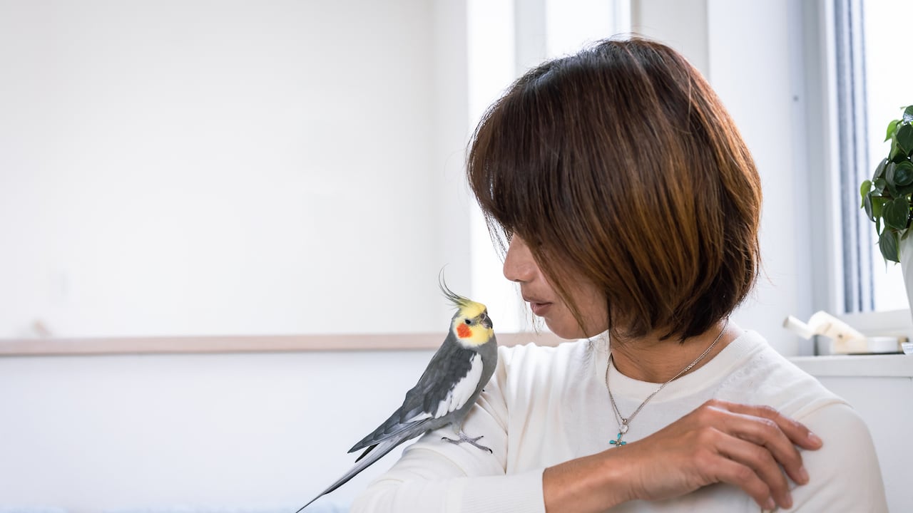 Estudios recientes sugieren que la comunicación con las mascotas va más allá de la expresión de afecto; se vincula a habilidades cognitivas superiores, demostrando una conexión especial entre la inteligencia humana y la interacción con animales.