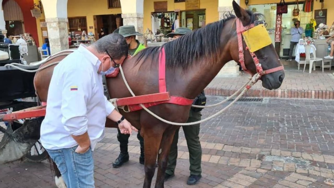 Cartagena le dice adiós a los carruajes tirados por caballos, serán remplazados por carruajes eléctricos importados de China.