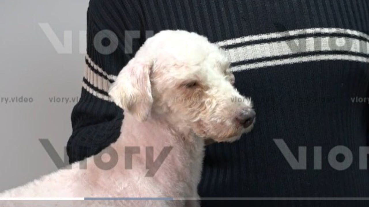 Bailey, un perro de dos años que sobrevivió 29 días bajo los escombros de los terremotos que sacudieron Venezuela