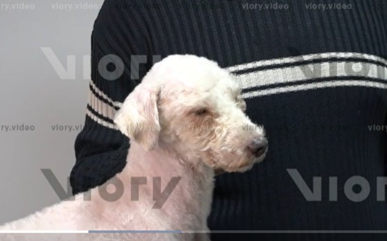 Bailey, un perro de dos años que sobrevivió 29 días bajo los escombros de los terremotos que sacudieron Venezuela