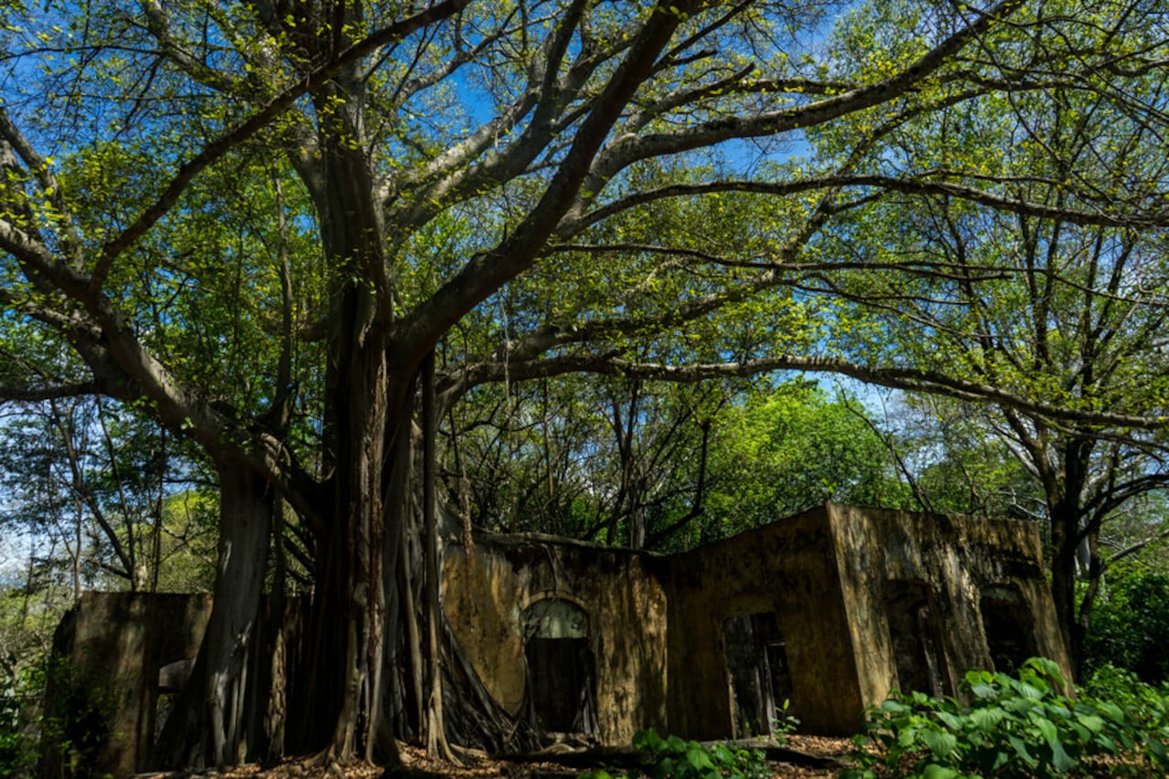 Especial de Colprensa sobre La memoria de 30.000 muertos vive en el silencio verde del antiguo Armero