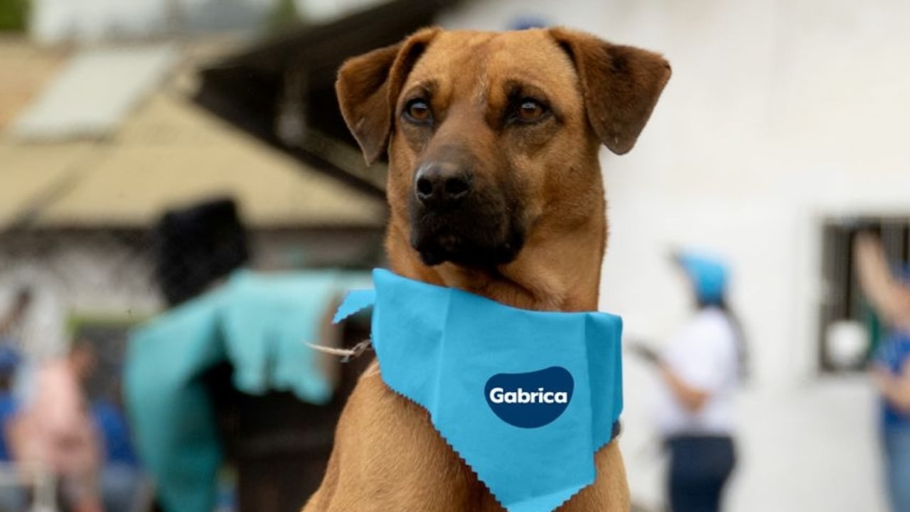 Cada partido tendrá un “oráculo mundialista”: perros rescatados que harán sus predicciones antes de cada encuentro.