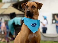 Cada partido tendrá un “oráculo mundialista”: perros rescatados que harán sus predicciones antes de cada encuentro.