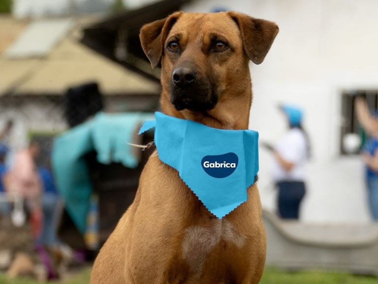 Cada partido tendrá un “oráculo mundialista”: perros rescatados que harán sus predicciones antes de cada encuentro.