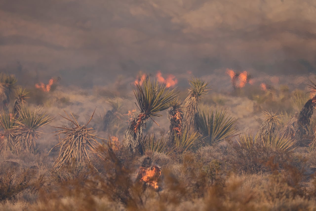 En 2020, el incendio Dome quemó en la misma reserva nacional Mojave 1,3 millones de ejemplares.