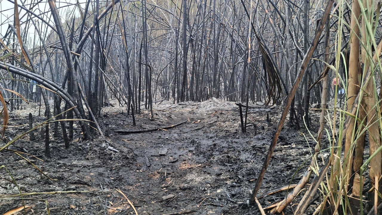 Así ha quedado la vegetación tras el incendio en el Cerro de la Bandera, de Cali.