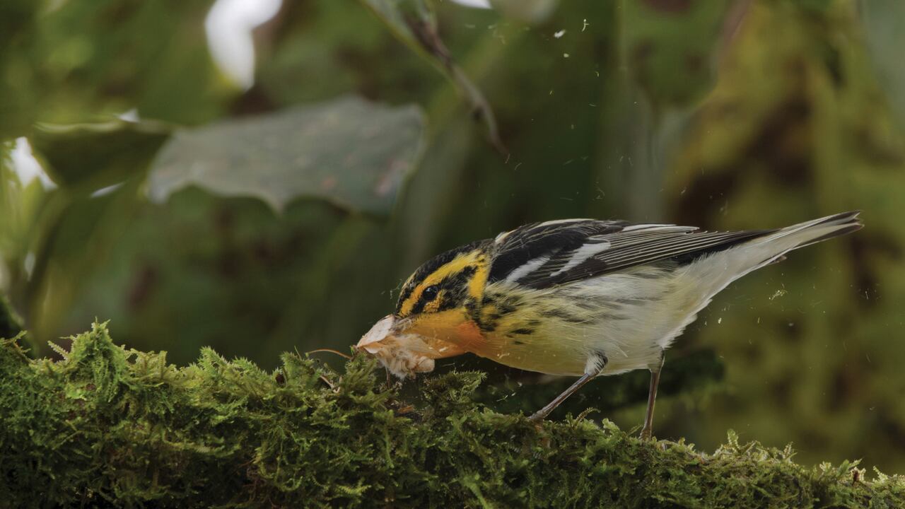 Camilo Sanabria, el joven ganador de 14 años, con su foto de la reinita gorjinaranja que conquistó la categoría Juvenil. Crédito: Cortesía Premios Audubon.Foto: Camilo Sanabria Grajales  Reinita gorjinaranja.