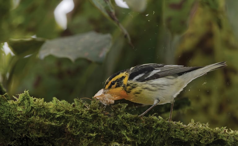 Camilo Sanabria, el joven ganador de 14 años, con su foto de la reinita gorjinaranja que conquistó la categoría Juvenil. Crédito: Cortesía Premios Audubon.Foto: Camilo Sanabria Grajales Reinita gorjinaranja.