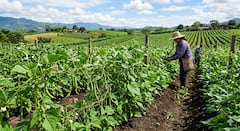 frijoles, fríjol, cultivo