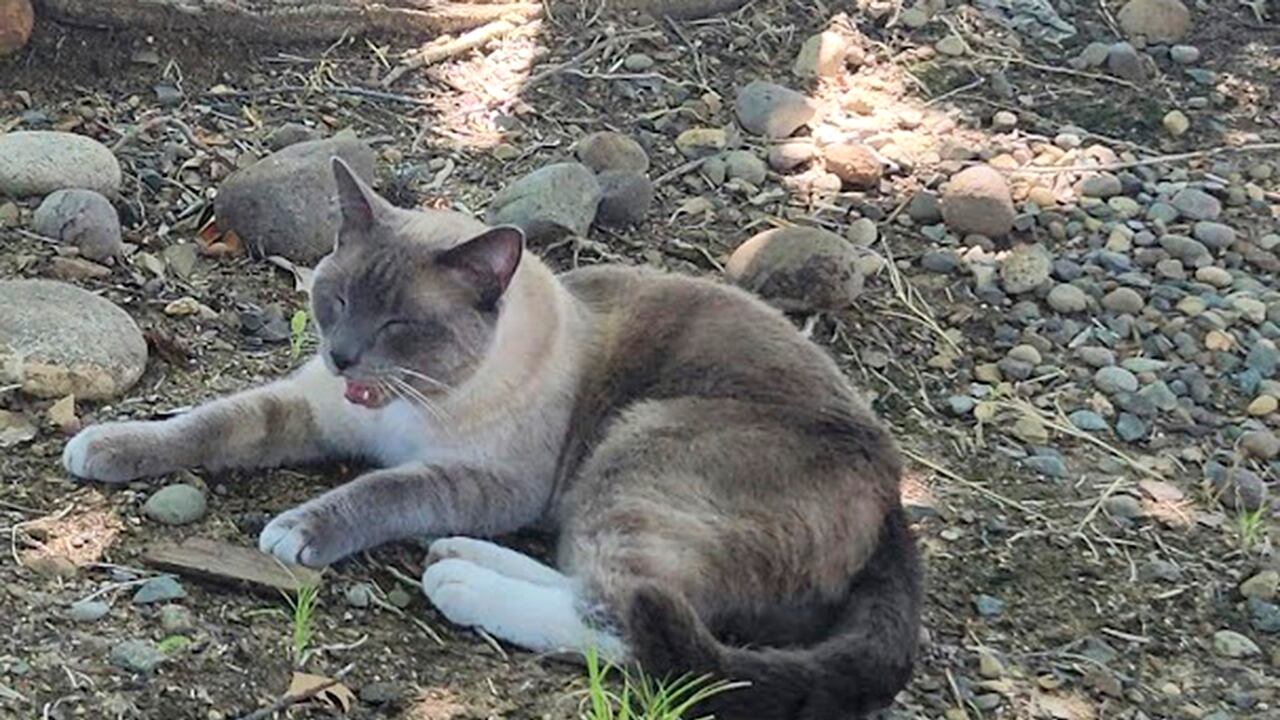 La travesía que hizo Rayne Beau sigue siendo un misterio para su familia.