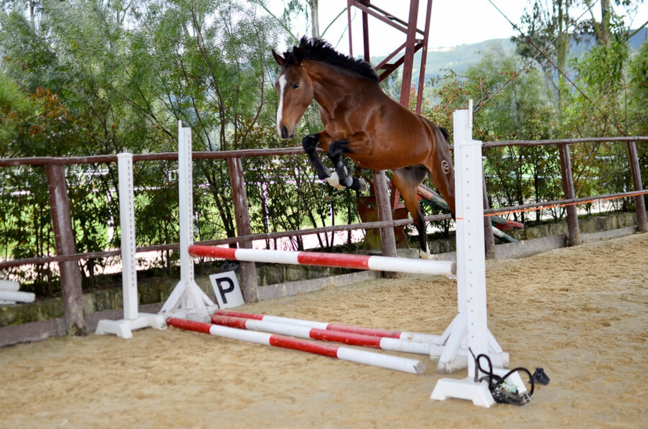 Niña muere al caer de un caballo en Palmira.