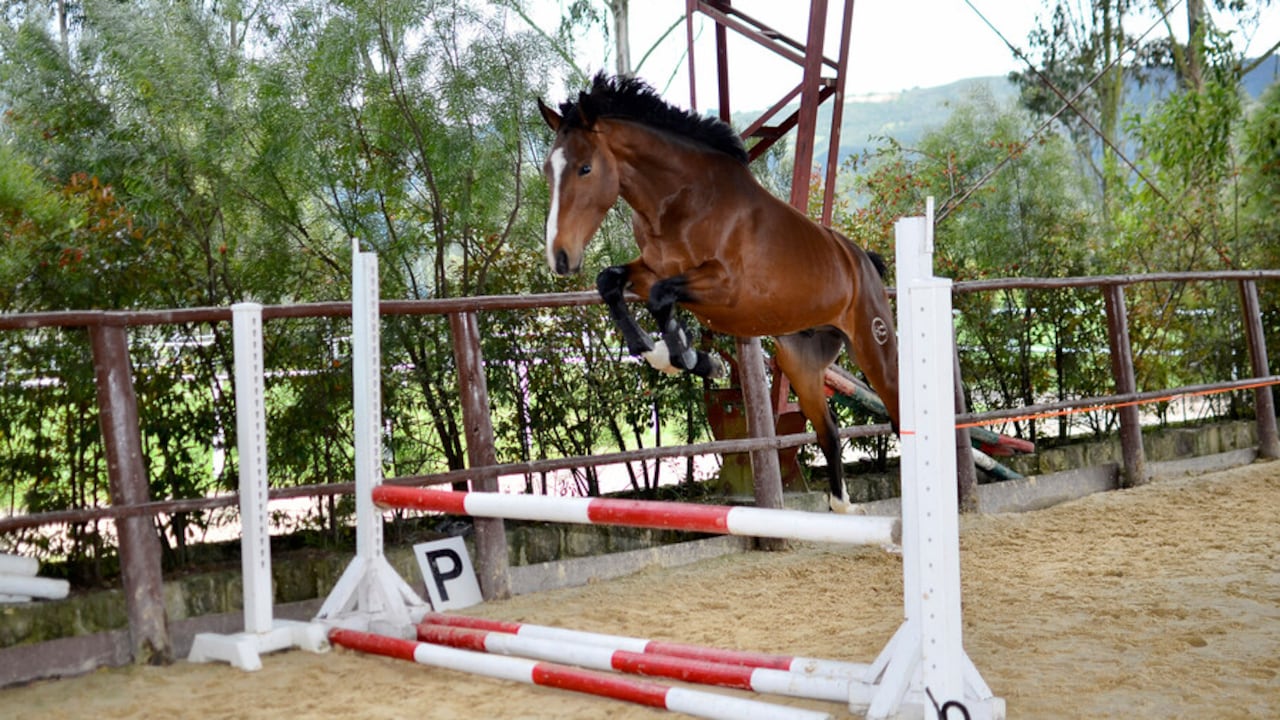 Niña muere al caer de un caballo en Palmira.