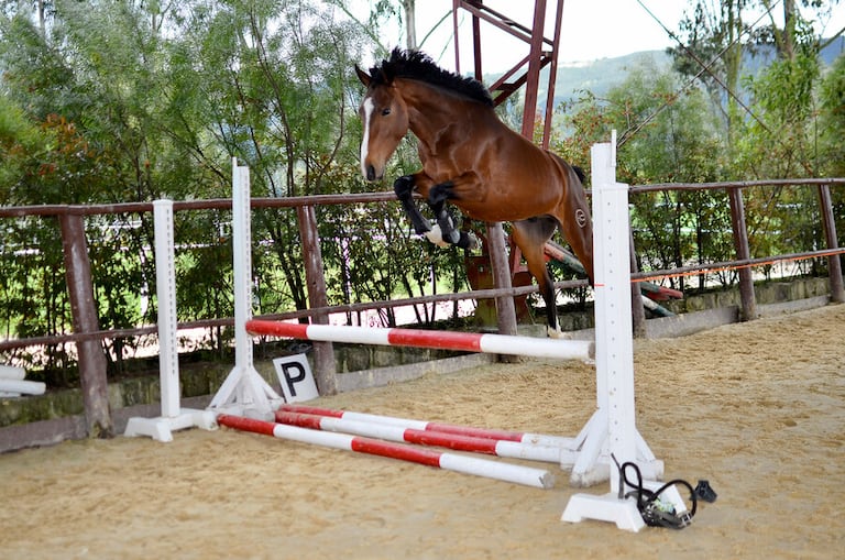 Niña muere al caer de un caballo en Palmira.