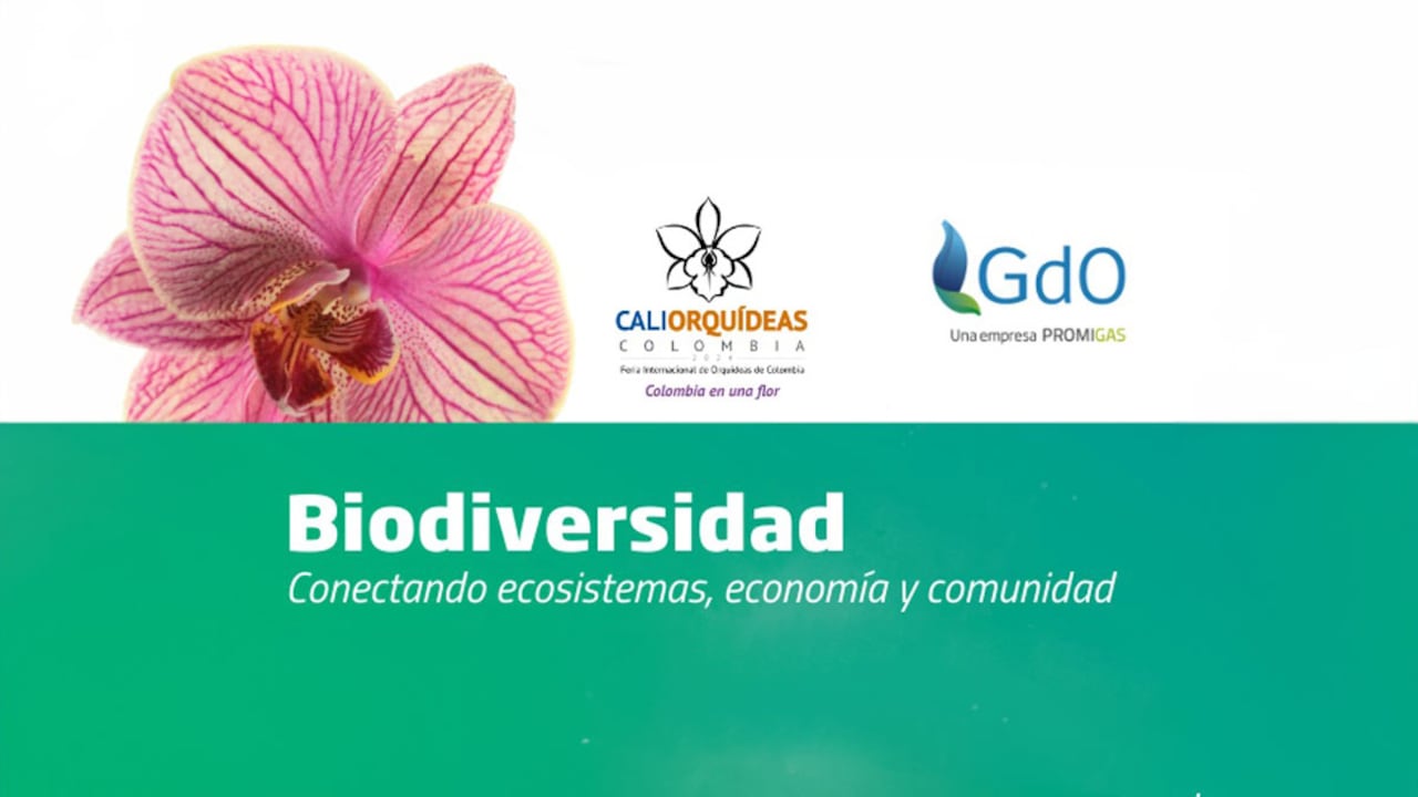 Entre el 25 y el 27 de octubre, caleños y visitantes podrán asistir al Festival Internacional de Orquídeas. Conozca todos los detalles.