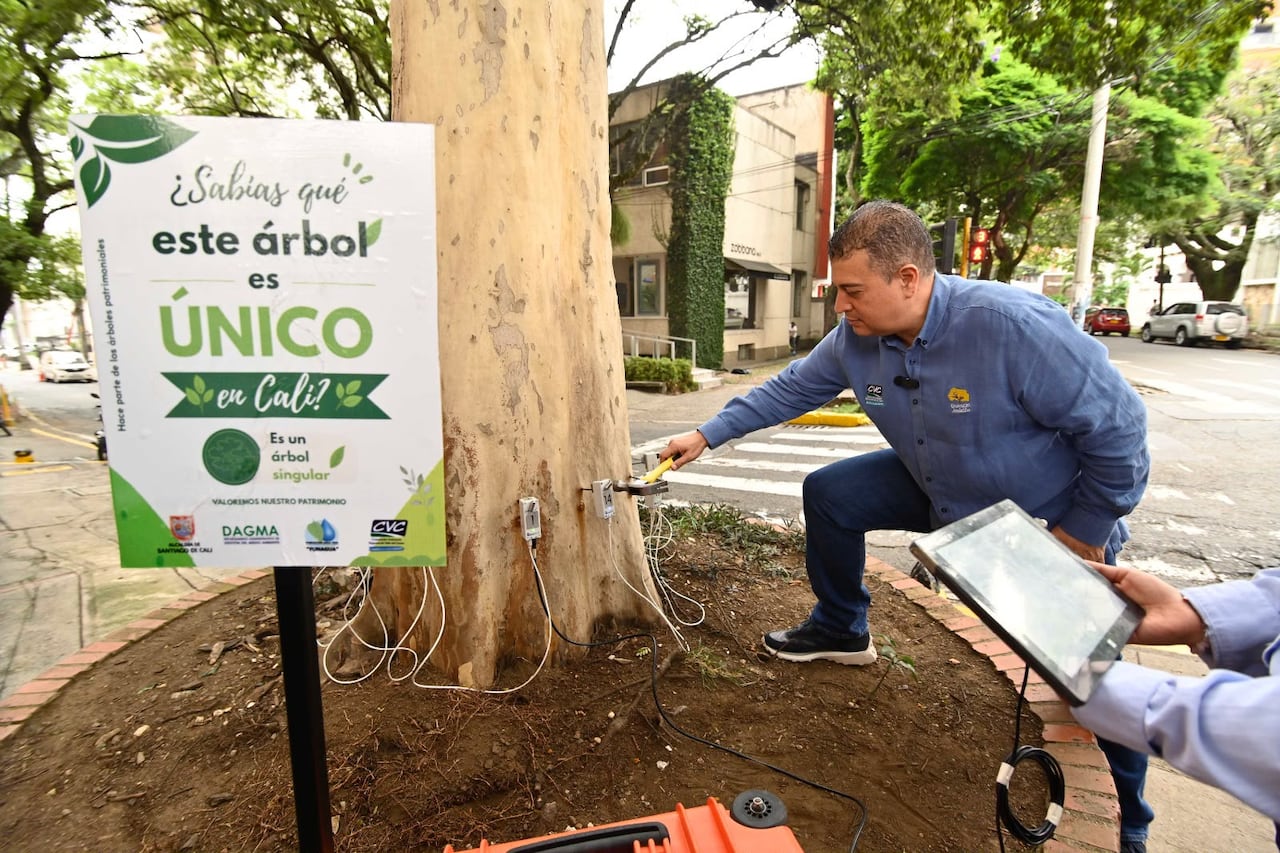 CVC entregó a la ciudad de Cali el inventario de 500 árboles patrimoniales, un estudio técnico y cultural que busca salvaguardar un legado