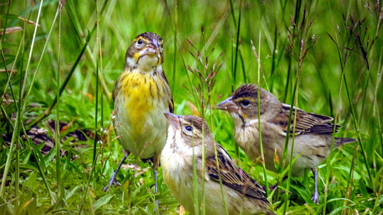 La diversidad de flora y fauna nativa (terrestre y marina) que se conserva en la isla Gorgona, la hace un magnífico destino turístico. Recibe el nombre de Gorgona, por la cantidad de serpientes que habitan allí, pues hace alusión a la gorgona griega Medusa. Su vegetación tipo selva es el hábitat de numerosas especies de aves, mamíferos, insectos y reptiles. Se pueden observar lagartos, tortugas, serpientes, cangrejos, micos, avistar aves y ballenas, entre muchas otras especies. 29 de septiembre de 2024. Foto Jorge Orozco / El País.