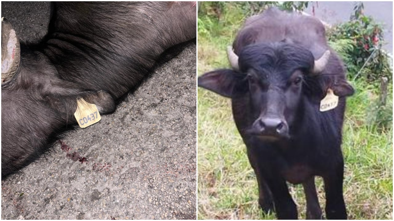 Impactante accidente: teniente chocó contra un búfalo que andaba suelto: “El dueño no quiere responder y niega ser el propietario”, denuncia