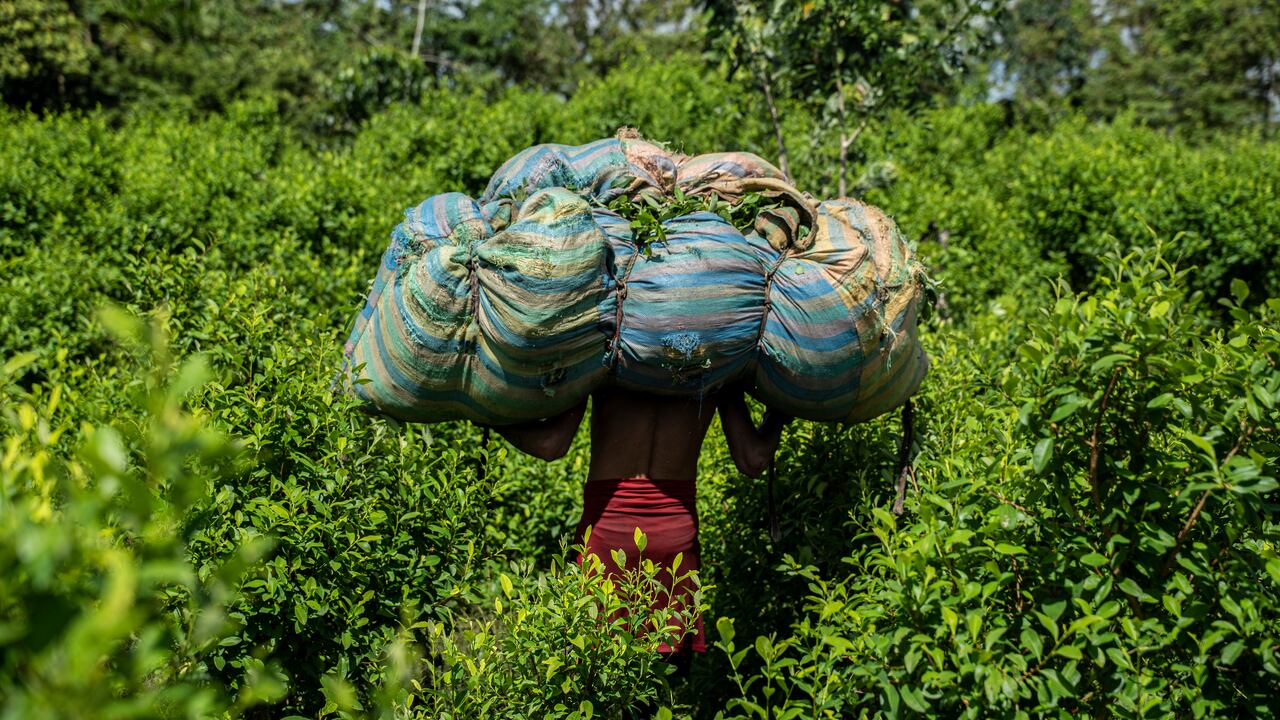 Un cosechador lleva hojas de coca en la espalda en una plantación de coca. Ha puesto medio día para esto.