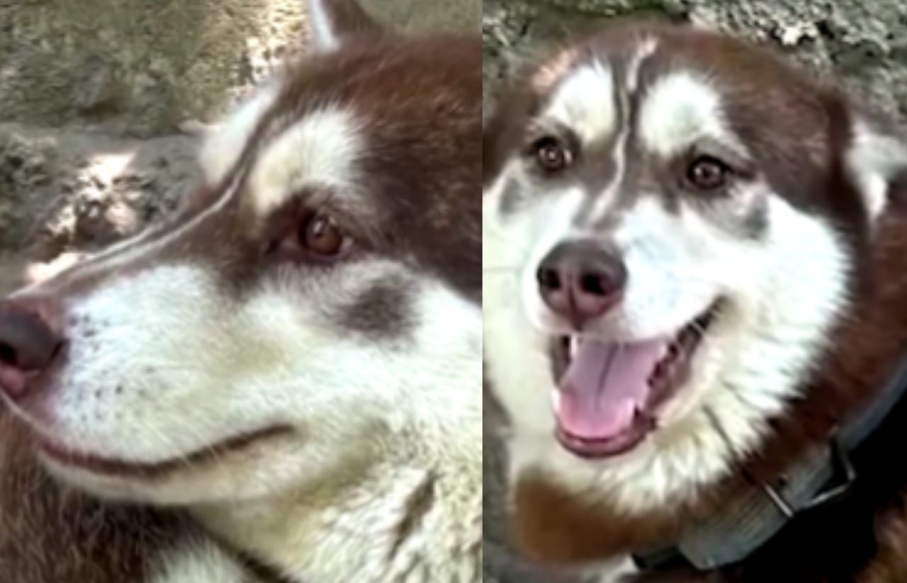 Husky se convierte en el primer animal en México en recibir pensión alimentaria tras separación.