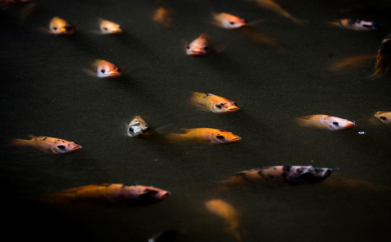 Red tilapias swim in a water tank at the JoJo Acuaponics fish farming project in Havana, on October 19, 2023. Every year, Cuban entrepreneurs Jos� Mart�nez and Joel L�pez grow 12 tons of tilapia in their ponds using aquaponics, which allows them to sell fresh fish to the inhabitants of an island where, paradoxically, this product is scarce. (Photo by YAMIL LAGE / AFP)
