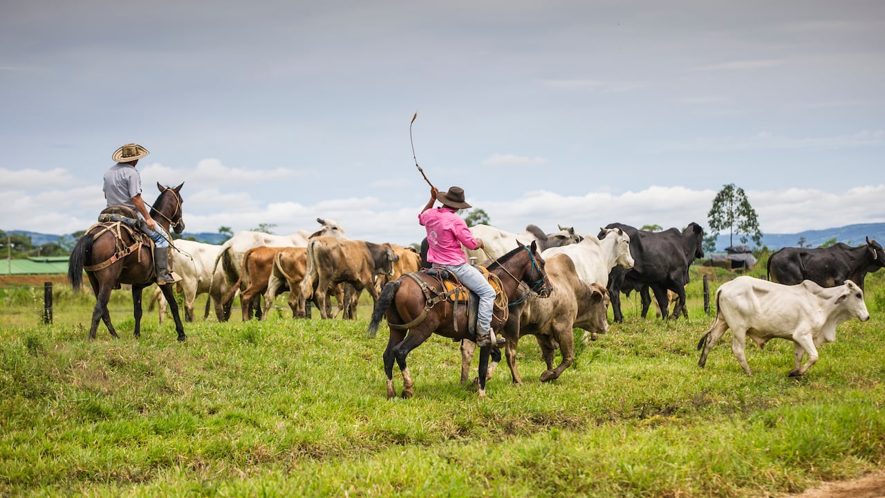 Los cantos de trabajo del llano son la forma más antigua de comunicación entre el ser humano y el ganado en la Orinoquia. Se interpretan a capela, con voz libre y prolongada, y cada uno cumple una función precisa dentro de la faena ganadera: