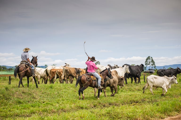 Los cantos de trabajo del llano son la forma más antigua de comunicación entre el ser humano y el ganado en la Orinoquia. Se interpretan a capela, con voz libre y prolongada, y cada uno cumple una función precisa dentro de la faena ganadera: