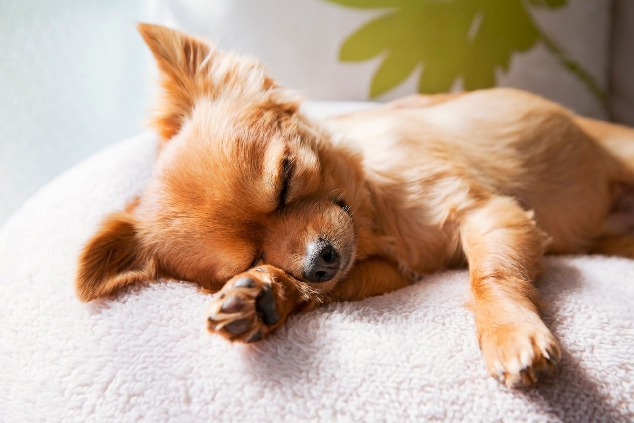 Perro durmiendo
