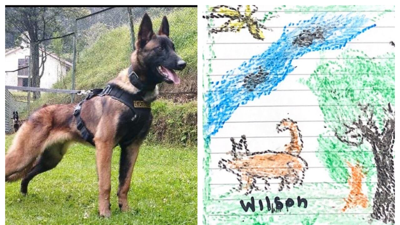Wilson, el perro que ayudó a encontrar a los cuatro niños perdidos en la selva del Guaviare.