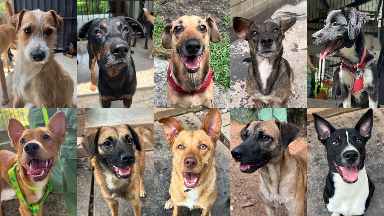 El Centro de Bienestar Animal de Cali realizará una jornada de adopción de diez perros en el Museo La Tertulia, el próximo 21 de marzo de 2026