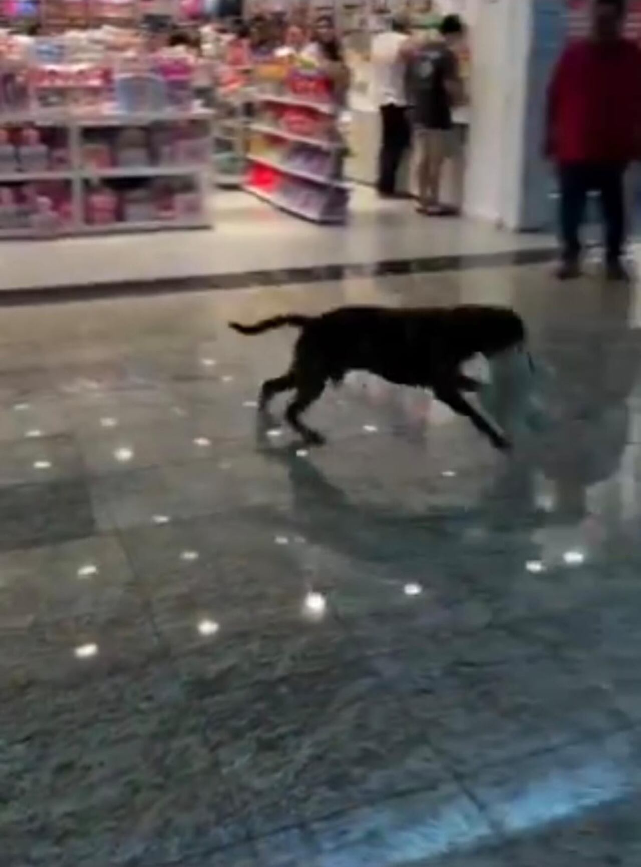 El perro logró irse feliz tras el regalo de los testigos del hecho.