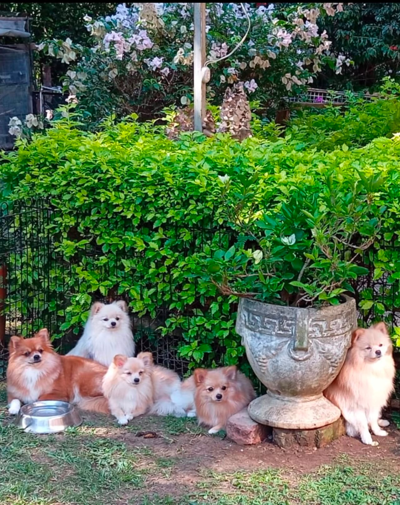 Cinco perros Pomerania fueron hurtados en Cali.