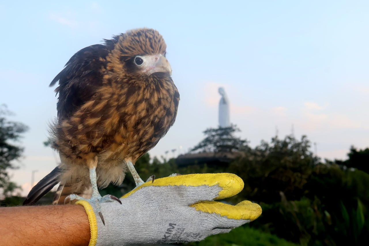 Uno de los cuatro Gavilanes Chimango a punto de ser liberado en el Ecoparque Cristo Rey de Cali.