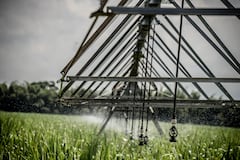 El riego tecnificado en la caña de azúcar, especialmente con sistemas como el riego por goteo, mejora significativamente la eficiencia del cultivo.