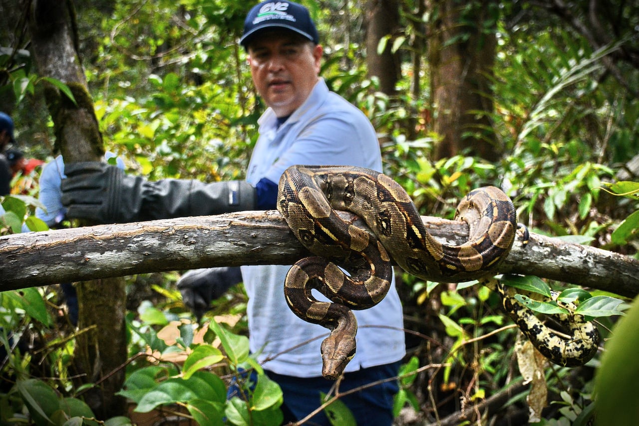 La Corporación Autónoma Regional del Valle del Cauca (CVC) realiza periódicamente liberaciones de fauna silvestre rescatada del tráfico ilegal y entregas voluntarias en el Pacífico colombiano, devolviendo especies como tortugas, caimanes y boasa su hábitat natural tras procesos de rehabilitación, reforzando su mensaje de que los animales silvestres no son mascotas y promoviendo la denuncia de tráfico ilegal.