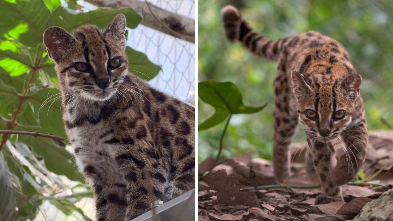 Un pequeño felino de los Yungas bolivianos sorprendió a investigadores por sus características.