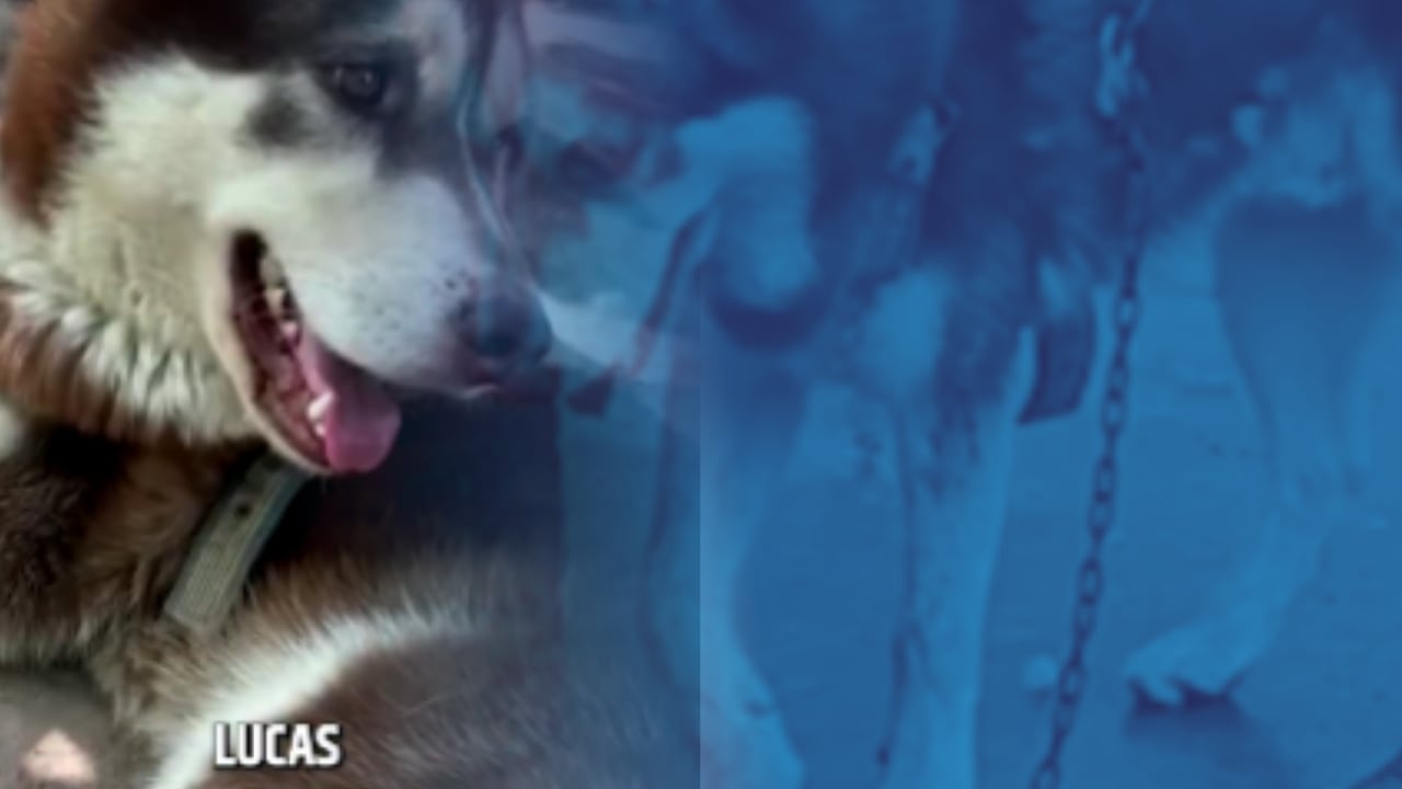 Un juzgado dictaminó el pago mensual de manutención y la cobertura a la mitad de los gastos veterinarios para el canino.