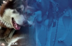Un juzgado dictaminó el pago mensual de manutención y la cobertura a la mitad de los gastos veterinarios para el canino.