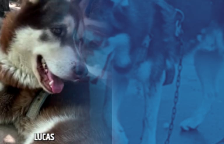 Un juzgado dictaminó el pago mensual de manutención y la cobertura a la mitad de los gastos veterinarios para el canino.