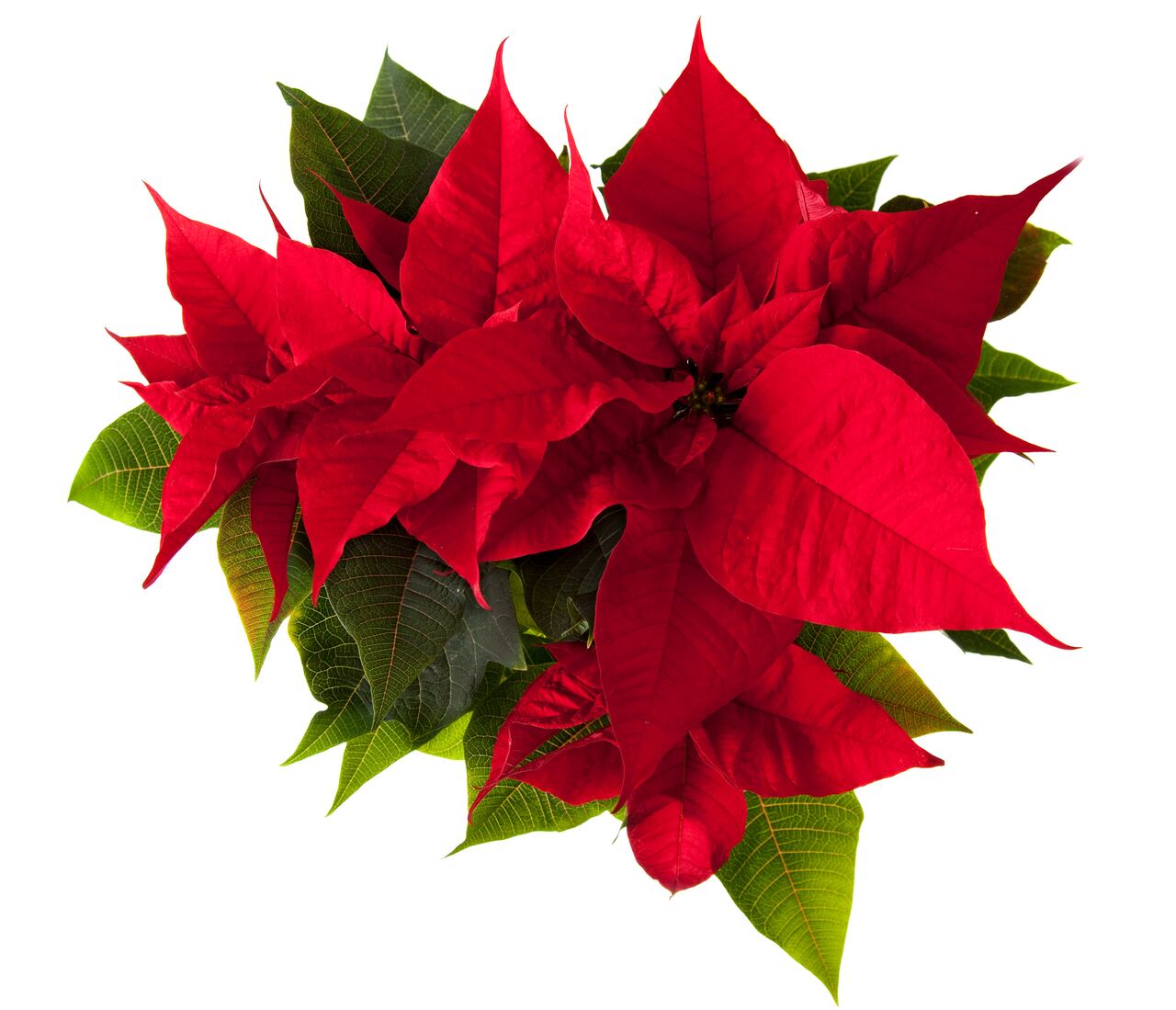 poinsettia - flor de la Navidad - plantas Nochebuena