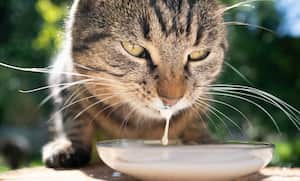 gato tomando leche