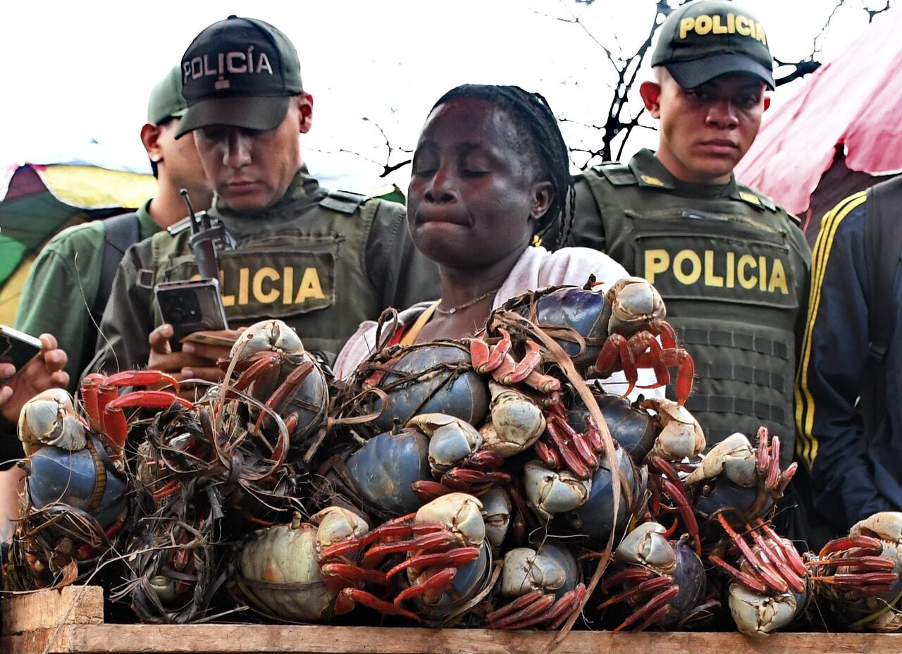 Cali: Operativos de control para evitar el tráfico de flora y fauna silvestre en Cali previo a las festividades de Semana Santa. Foto José L Guzmán. El País