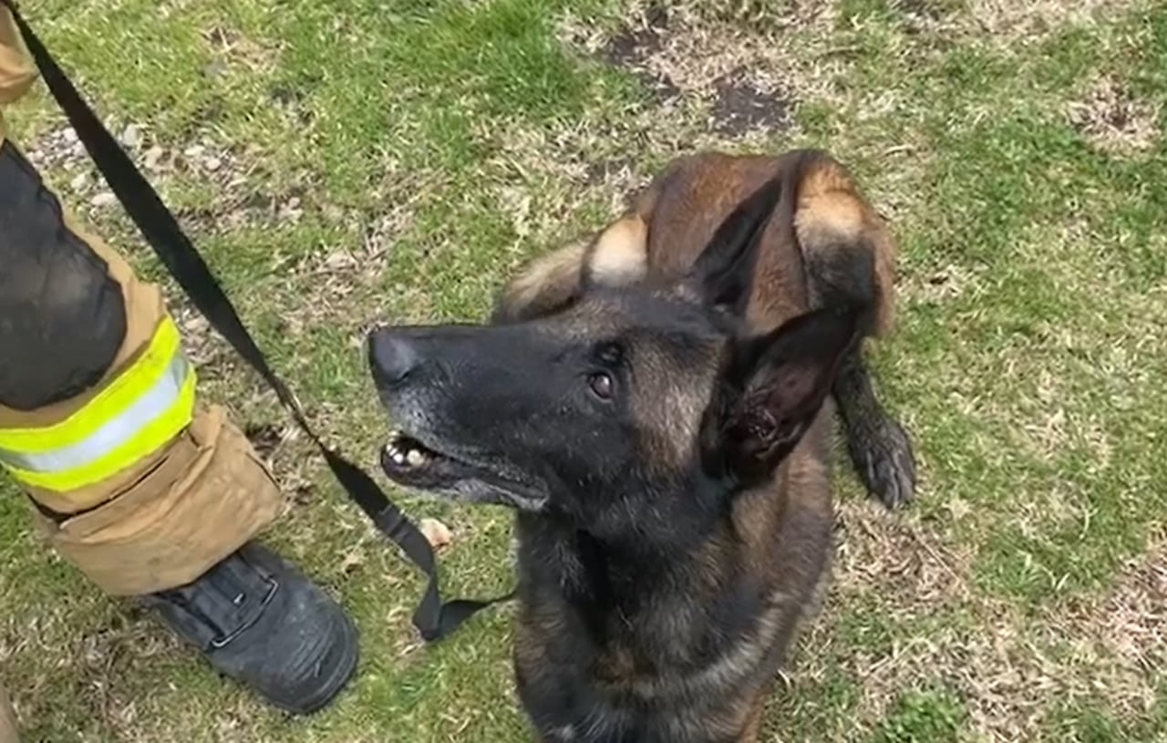 Dastan, el perro rescatista que fue enviado a Venezuela para apoyar en la búsqueda de sobrevivientes.