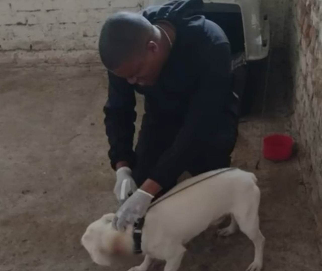 Uniformados de la Unidad K9 de la Policía Nacional acompañaron el proceso médico y emocional del canino tras ser trasladado a Popayán.